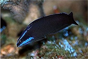 PSEUDOCHROMIS SPRINGERI